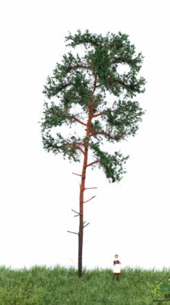 Pine