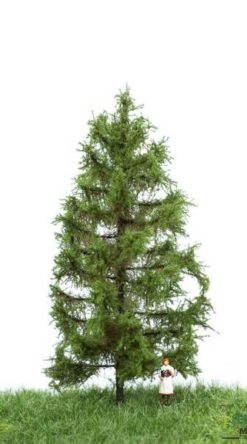 Coniferous tree